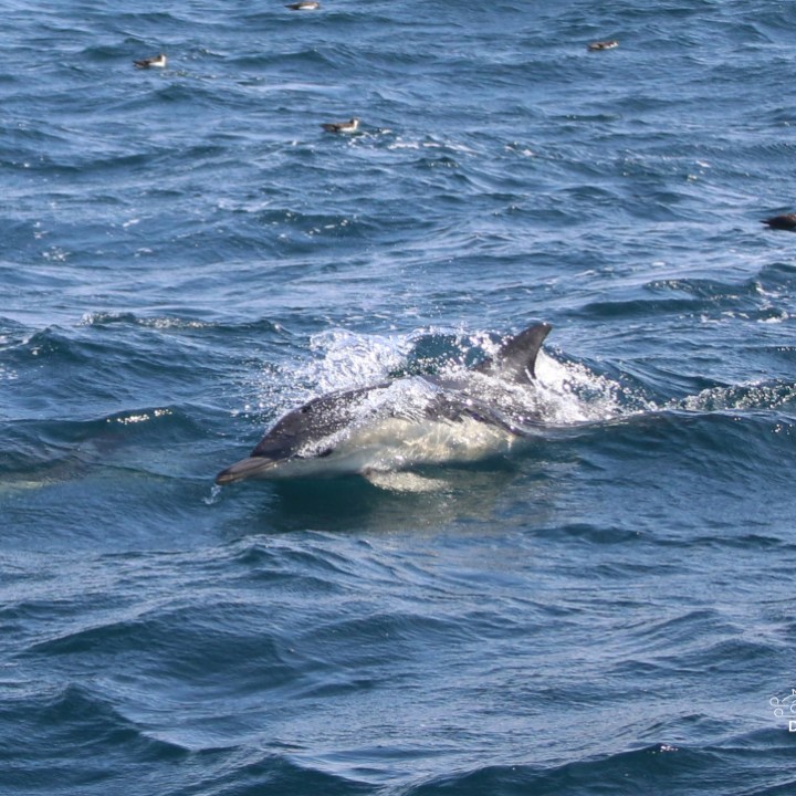 Dolphin swimming in blue ocean water with birds in the background.