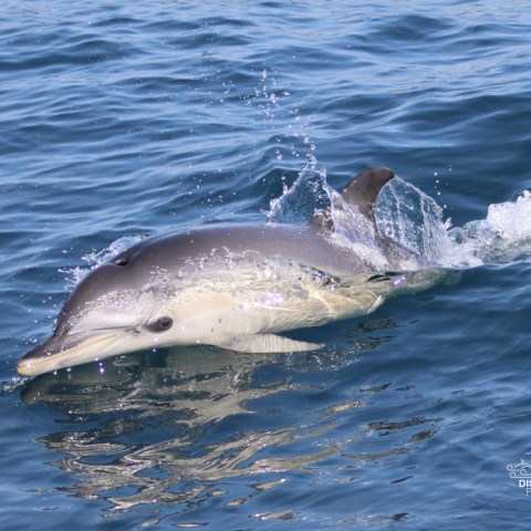 Dolphin swimming near the surface of blue ocean water.