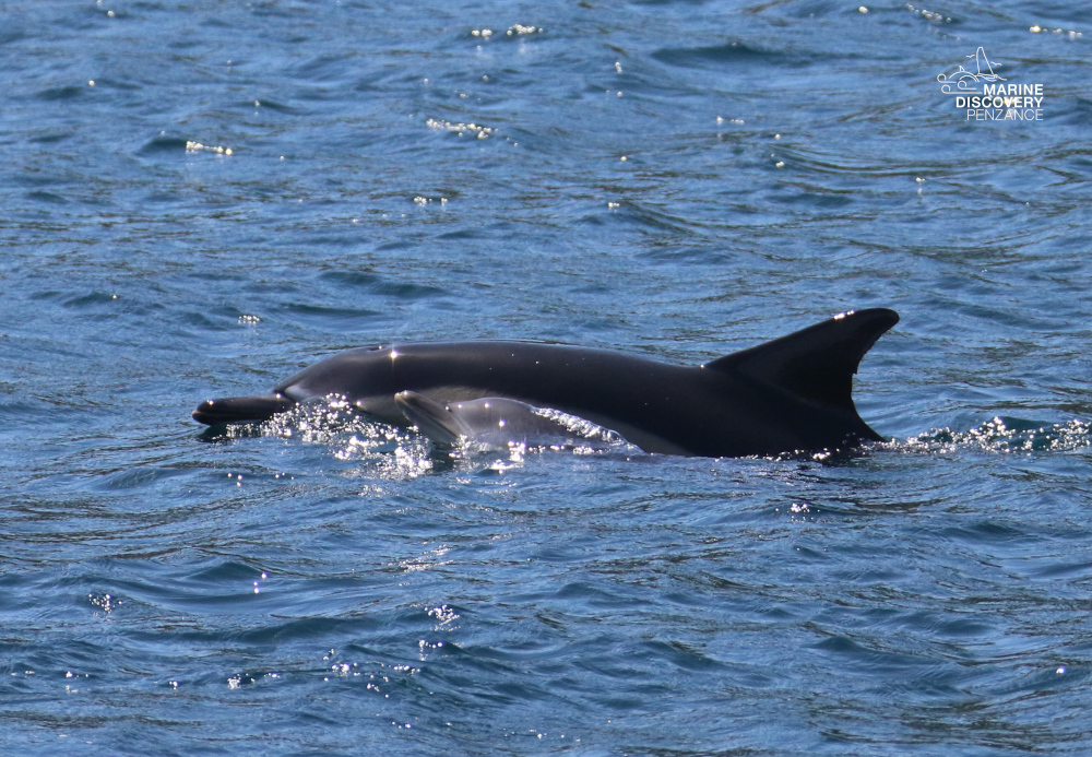 Dolphin swimming in the ocean with ripples around it.