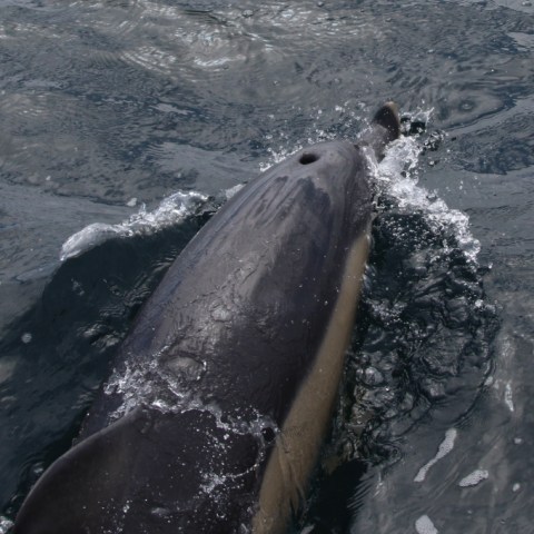 A dolphin swimming in choppy ocean water, visible from above.