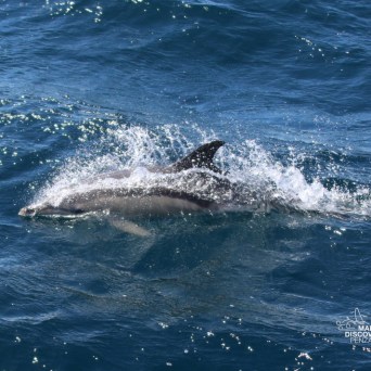 Dolphin swimming in the ocean, partially submerged and creating splashes.