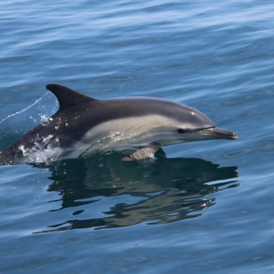 Dolphin swimming in clear blue water with reflection.