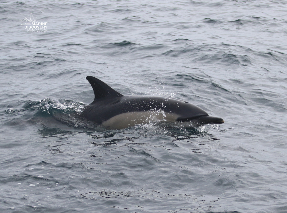 Dolphin swimming in the ocean with a small wave.