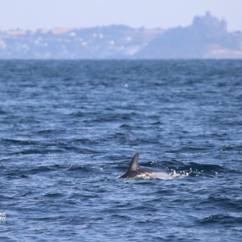 Dolphin swimming in the ocean with distant coastline in background.