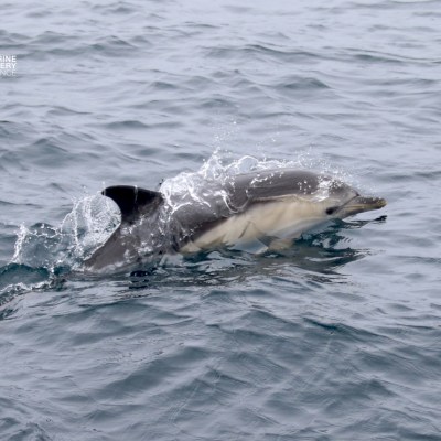 Dolphin swimming in the ocean with splashes around it.
