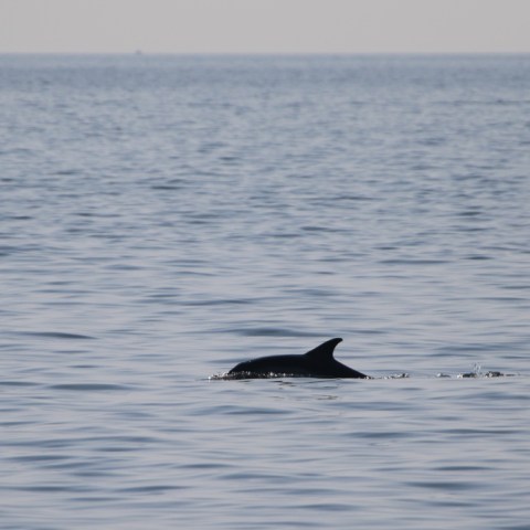 Dolphin fin above calm ocean surface on a clear day.