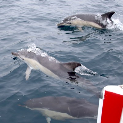 Three dolphins swimming near a boat in the ocean.