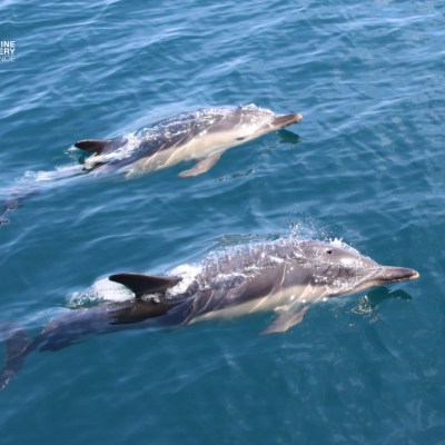 Two dolphins swimming in clear blue water.