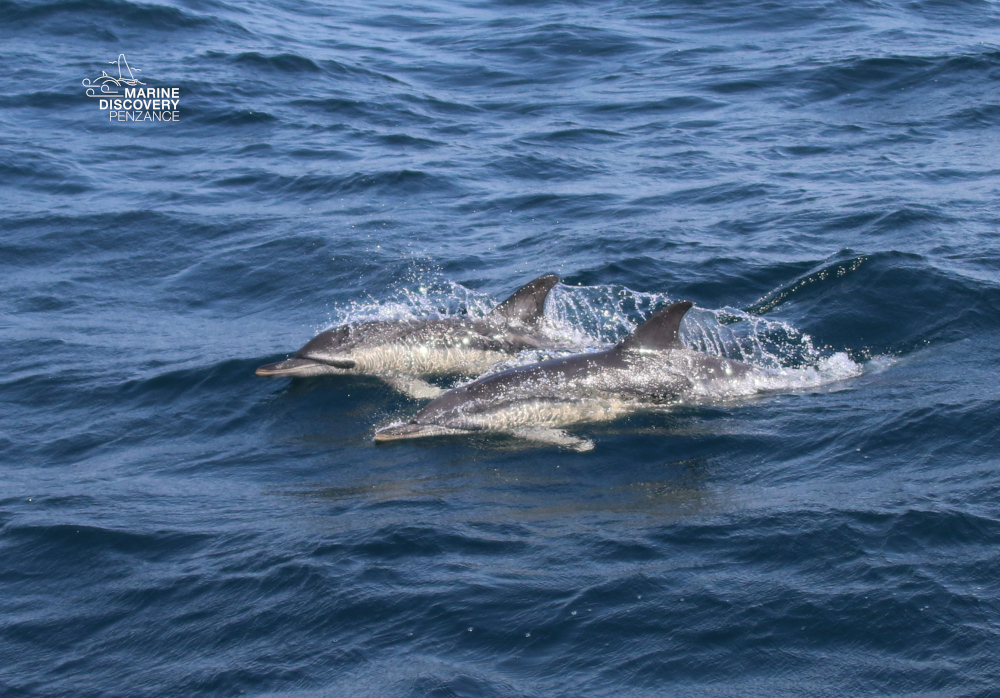 Two dolphins swim side by side in the ocean.