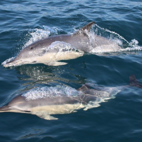 Two dolphins swimming in clear blue water, one surfacing and one submerged.