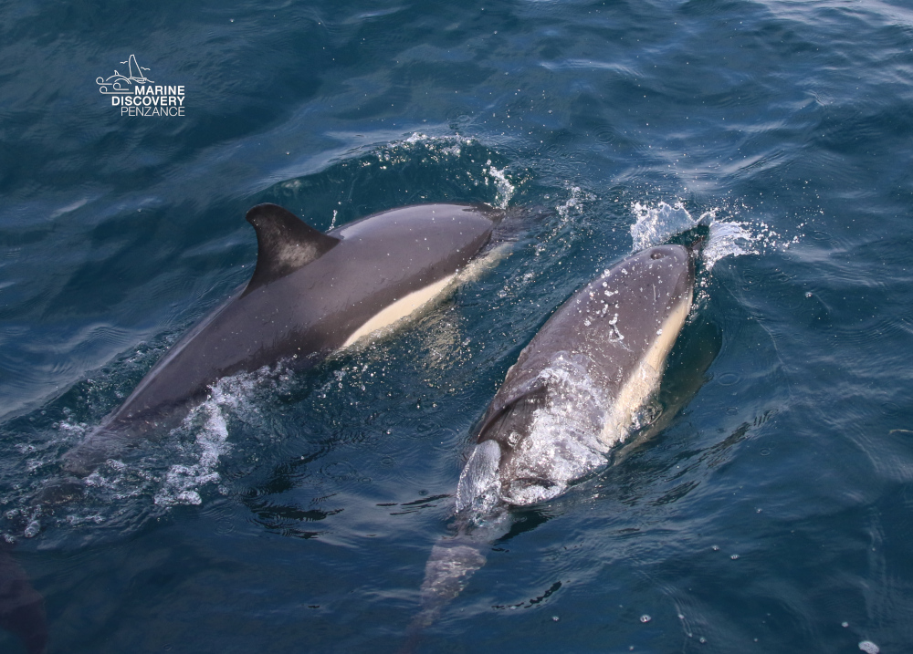 Two dolphins swimming in blue ocean water.