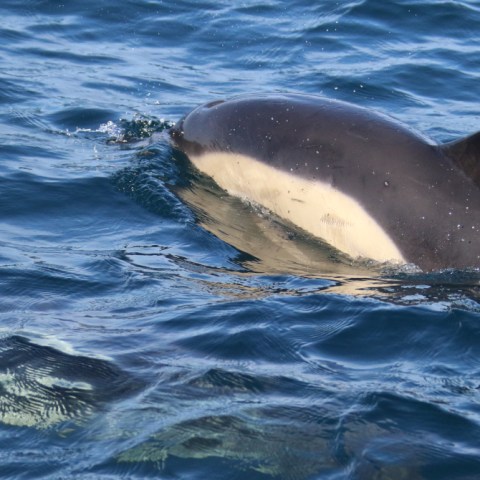 Dolphin swimming in blue ocean water with fin visible.