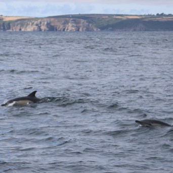Two dolphins swimming in the ocean near a rocky coastline.