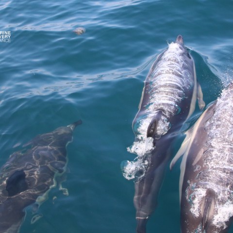 Three dolphins swimming near the ocean surface with visible water reflections.