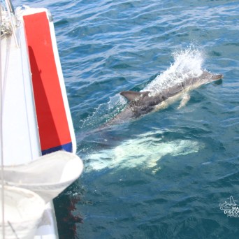 Dolphin swimming near a boat with water splashing around it.