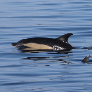 Two dolphins swimming in calm blue water, one adult and one juvenile.
