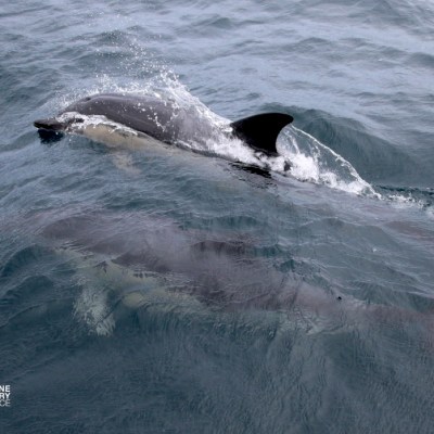 Dolphin swimming on water surface with another below.