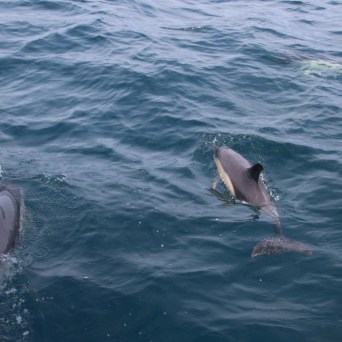 Two dolphins swimming together in the open ocean.