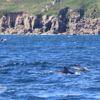 Dolphins surfacing in the ocean near a rocky coastline.