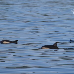 Dolphins swimming in calm ocean water, logo in corner.