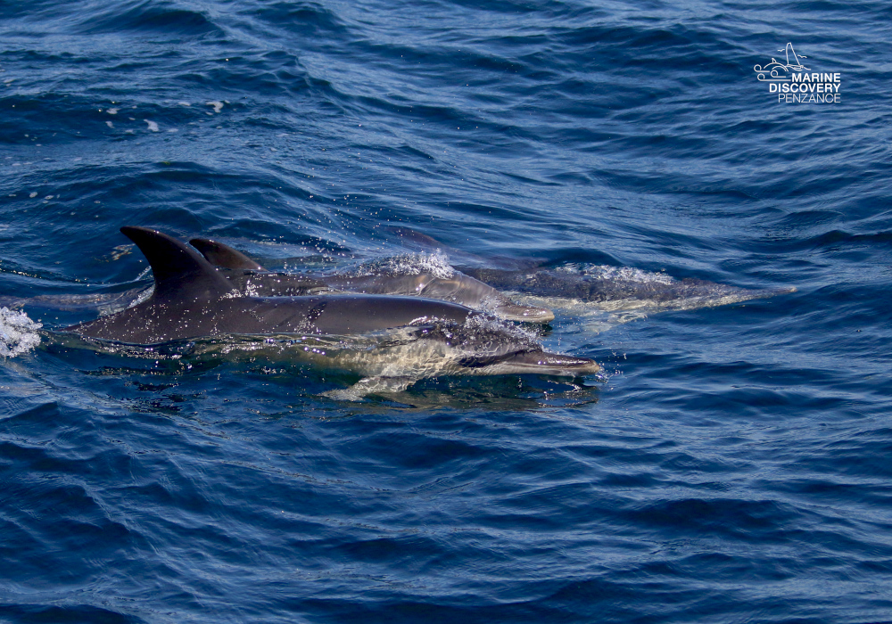 Three dolphins swimming close to each other in blue ocean water.