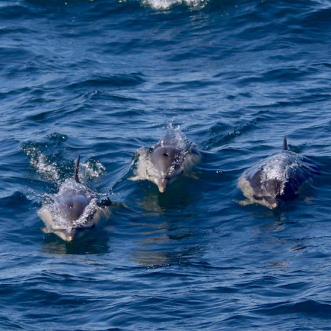 Three dolphins swimming in blue ocean water.