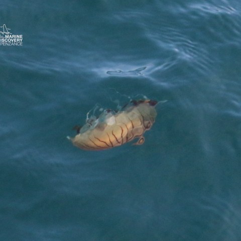 Jellyfish floating in calm blue water.