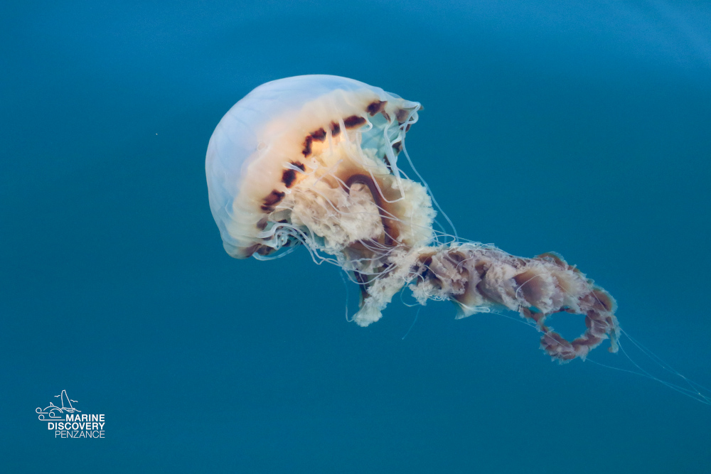 Jellyfish swimming in blue water with a logo in the corner.