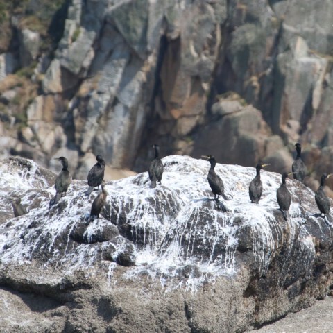 Group of birds perched on a rocky cliff.