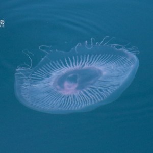 Translucent jellyfish floating in clear blue water.