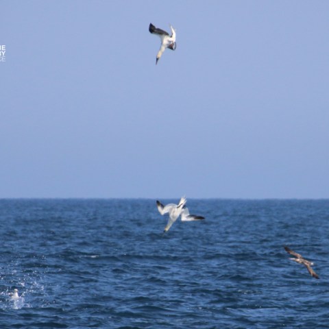 Seabirds diving into the ocean with splashes, under a clear blue sky.