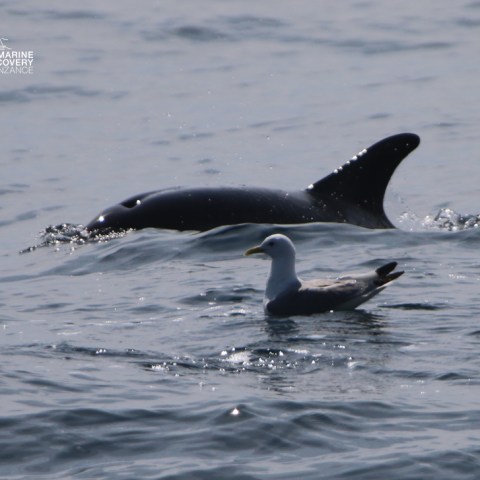 Dolphin fin and seabird on the water surface.