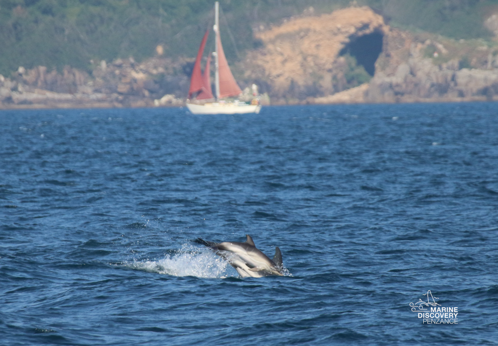 Dolphins swimming in the sea with sailboat and rocky coastline in background.