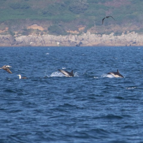 Dolphins swimming near rocky coastline, with birds flying above.