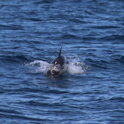 Dolphin emerging from ocean with fins visible above water surface.