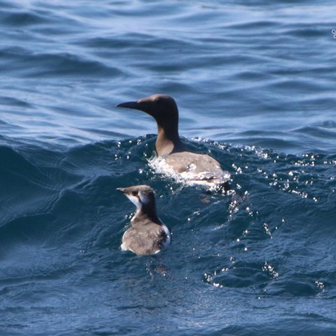 Two seabirds swimming in the ocean with rippling waves.