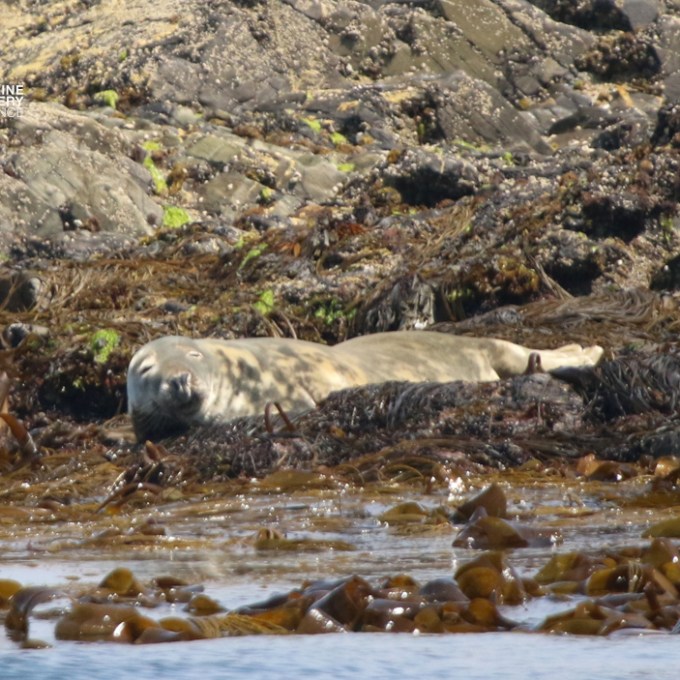 Seal resting on rocky shore surrounded by seaweed