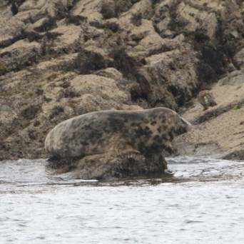 Seal resting on rocky shore by the water.