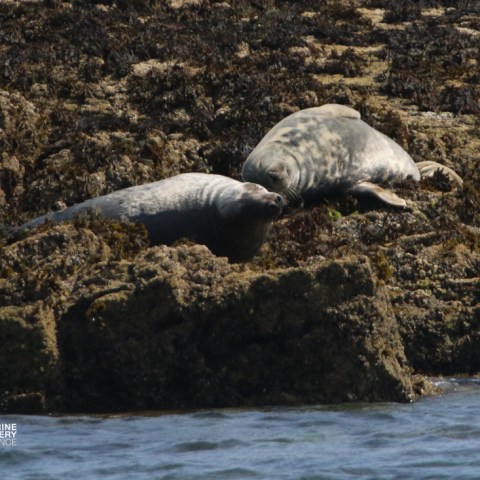Two seals resting on rocky shore with seaweed.