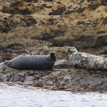 Two seals resting on rocky shore with seaweed and water.