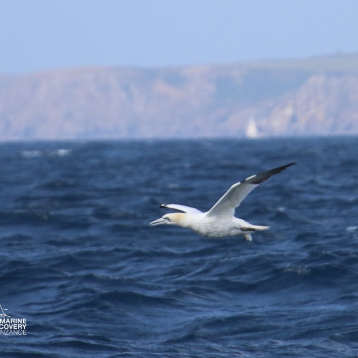 Gannet flying over ocean with cliffs in the background.