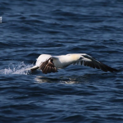 Bird skimming water surface with outstretched wings over the ocean.