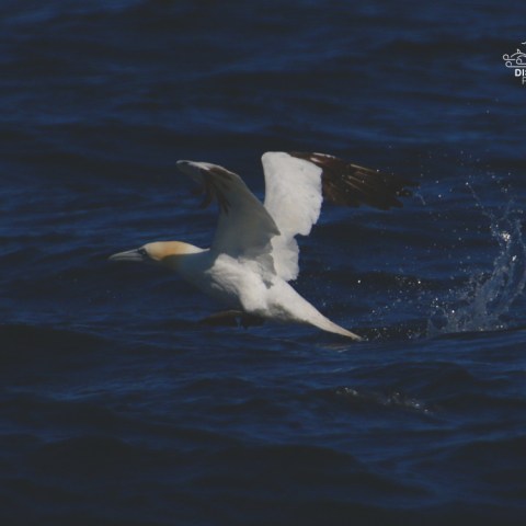 A gannet skimming the dark blue ocean with wings extended.