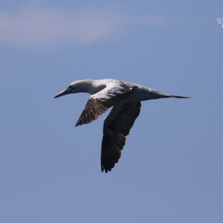 A gannet in flight against a blue sky.