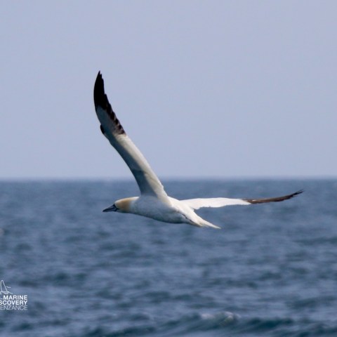 Bird with long wings flying over the ocean under a clear sky.