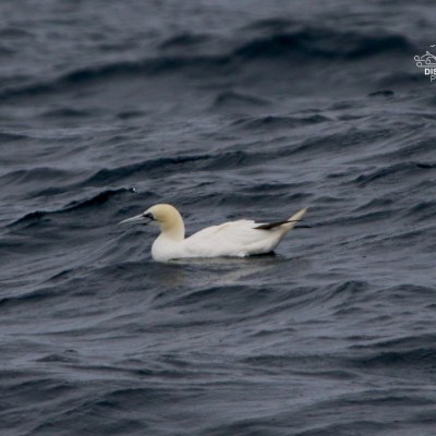 A solitary seabird floats on dark, wavy ocean waters.