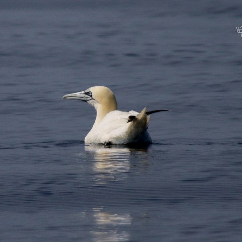 A gannet floating on calm blue water with a distant view of the horizon.