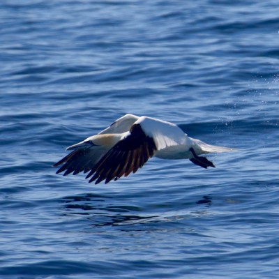 A white bird with black-tipped wings flying low over the ocean.