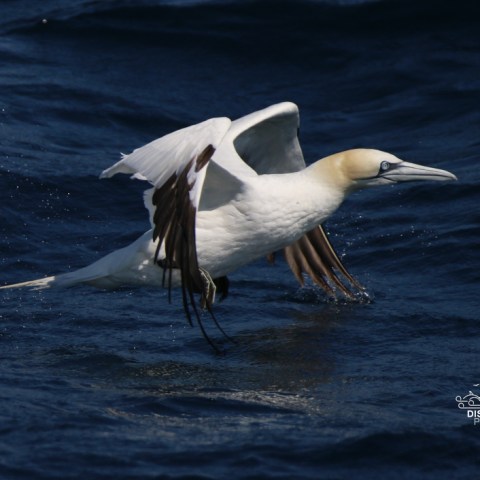 A northern gannet skimming over ocean waves in flight.