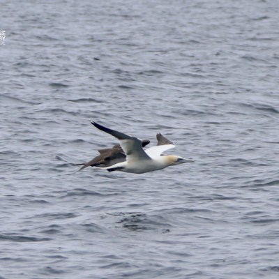 Two seabirds flying low over the ocean waves.